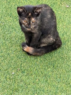 Katze abzugeben