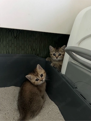 BKH Tabby Kitten
