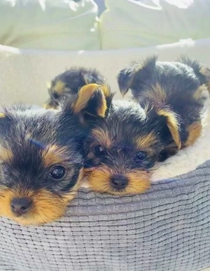 Yorkshire-Terrier-Welpen 