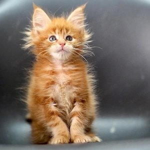 Wunderbare, sozialisierte Maine-Coon-Kätzchen