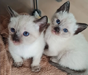 Siam Kitten seal point 