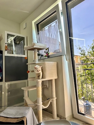 Haus Kater abzugeben 
