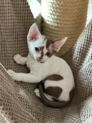 devon rex Kater ,FIFE Stammbaum 