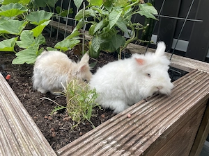 Zwei liebe Kaninchen suchen ein neues Zuhause, Zwergkaninchen 