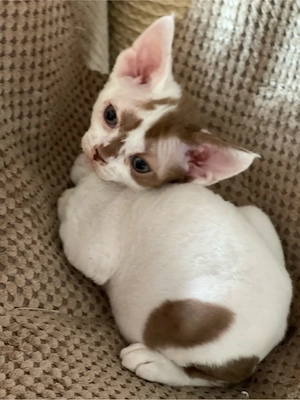 devon rex Kater ,FIFE Stammbaum 