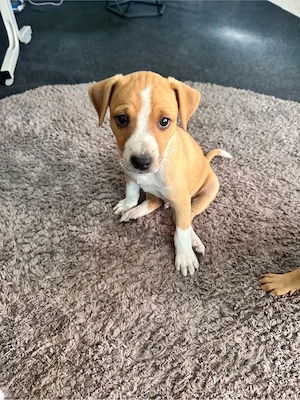 Podenco andaluz boxer mix welpen