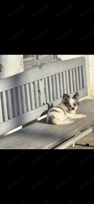 chihuahua rüde sucht für immer zuhause