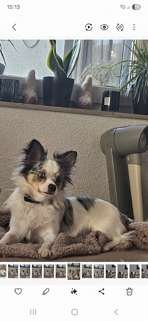 chihuahua rüde merle sucht Zuhause 