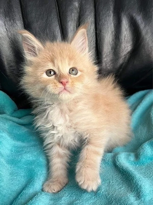 Entzückende, gesunde Maine-Coon-Kätzchen