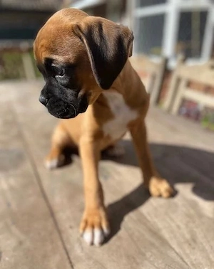 weibliche Boxerwelpen jetzt 