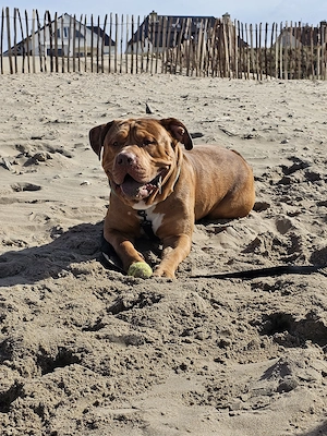 American bully XXL sucht für immer zu Hause 