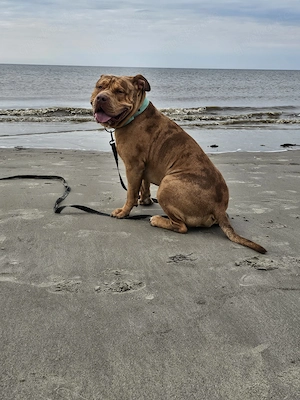 American bully Rüde Balu Xl 