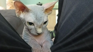 Sphynx-Katzenzwillinge suchen ihr Für-immer-Zuhause (Nur zusammen!)