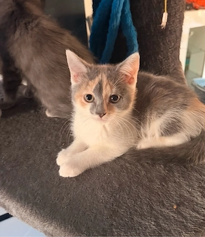 Wunderschöne BKH Kitten auszugsbereit 