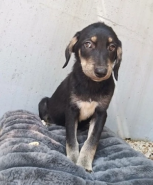 Bonny in Bosnien (3 Monate alt) sucht ab September ein Zuhause