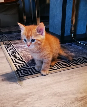 kater 12 Wochen alt abzugeben 
