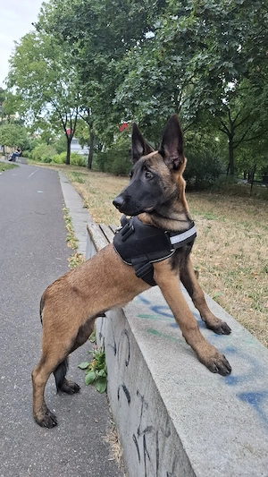 Belgischer Schäferhund Rüde 4.Monate 