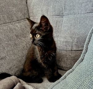 Süßes Katzenbaby 
