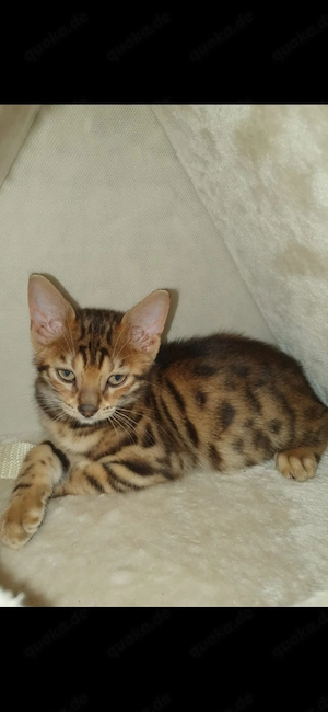 Bengal Kater in geeignetes Zuhause abzugeben