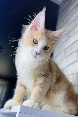 Ein süßes, 3 Monate Irvin Maine-Coon-Kätzchen sucht ein liebevolles Zuhause für immer.   