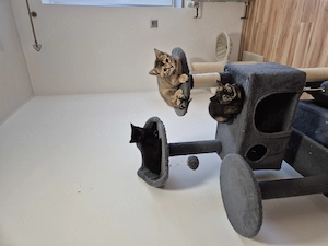 Fünf hübschen britisch Kurzhaar  Bengal mix Kitten zu verkaufen 