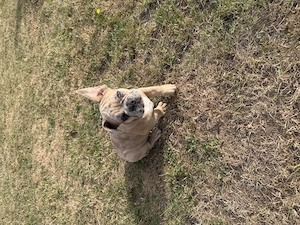Französische Bulldogge