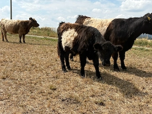 galloway bulle kuh absetzer belted 