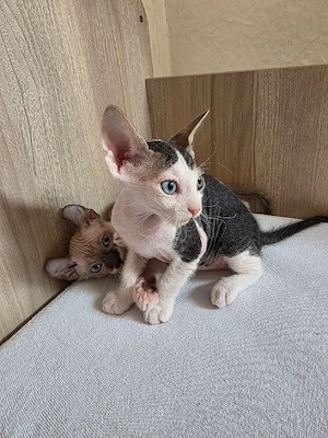 Sphynx Katzen 