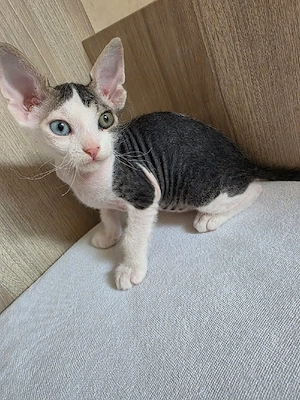 Sphynx Katze 