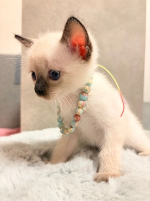 Süße Siam-Mix Kitten (Blue Point & Seal Point) in München