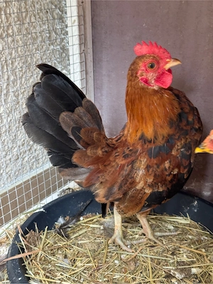 junger Zwerghahn