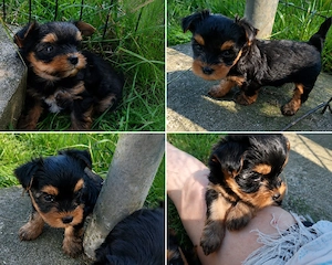 Yorkshire Terrier Welpen 