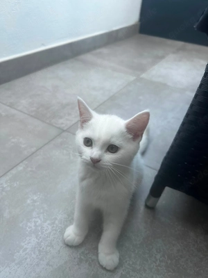 Britisch Kurzhaar (BKH) Kater sucht liebevolles Zuhause 