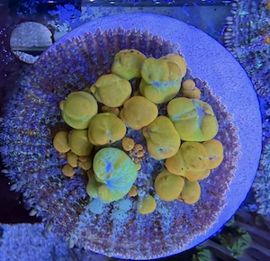 OG Bounce Mushroom Scheibenanemone Koralle Rarität  