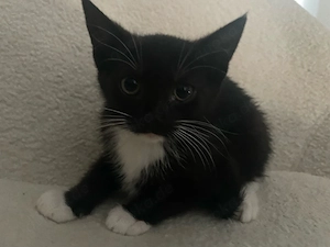 schwarze Babykatze Kätzchen sucht liebes Zuhause 