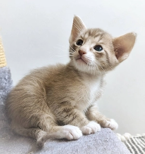 Rassemix Sphynx x Orientalisch Kurzhaar (Mischlinge)