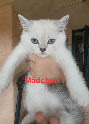 Süsses Mädchen BKH
