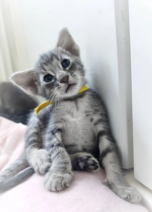 Rassemix Sphynx x Orientalisch Kurzhaar (Mischlinge)