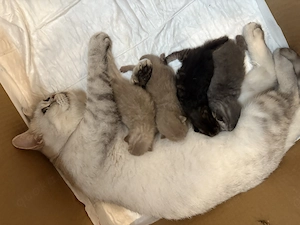 BKH-Mama mit 3 BKH   Russisch Blau Kitten   Komplettabgabe