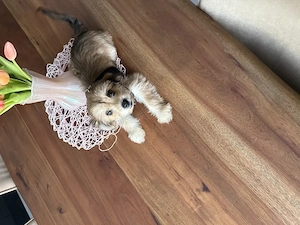 Yorgshire Terrier Mix Welpe 