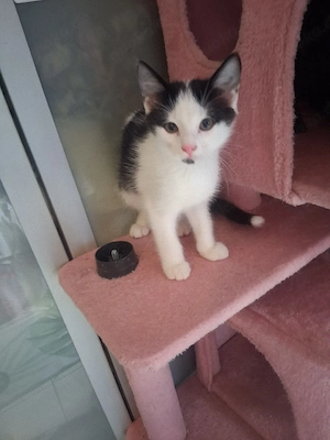 katzenbabys