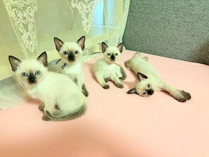 Süße Siam-Mix Kitten (Blue Point & Seal Point) in München