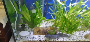 5 Axolottels zu Verkaufen