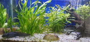 5 süße Axolotels mit Becken zu verschenken Bild 4