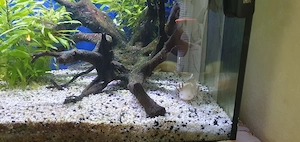 5 süße Axolotels mit Becken zu verschenken Bild 3