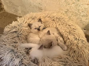 Wunderschöne Heilige Birma Kitten Kätzchen