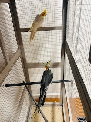 Nymphensittich-Pärchen sucht neues Zuhause