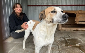 Friedfertige und liebenswerte Ariel sucht geduldiges Zuhause