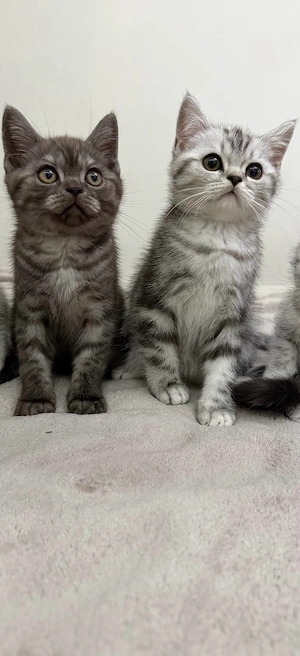 BKH - 2 süße Tabby-Kater abzugeben