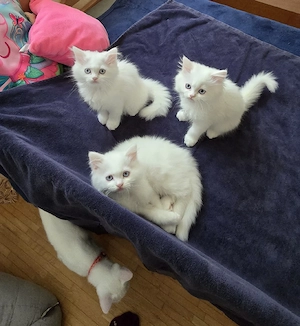 Perser kitten
